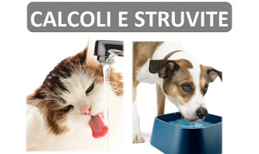 STRUVITE: COSA SI RISCHIA?